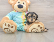 8 week old Yorkie Poo Puppy For Sale - Pilesgrove Pups