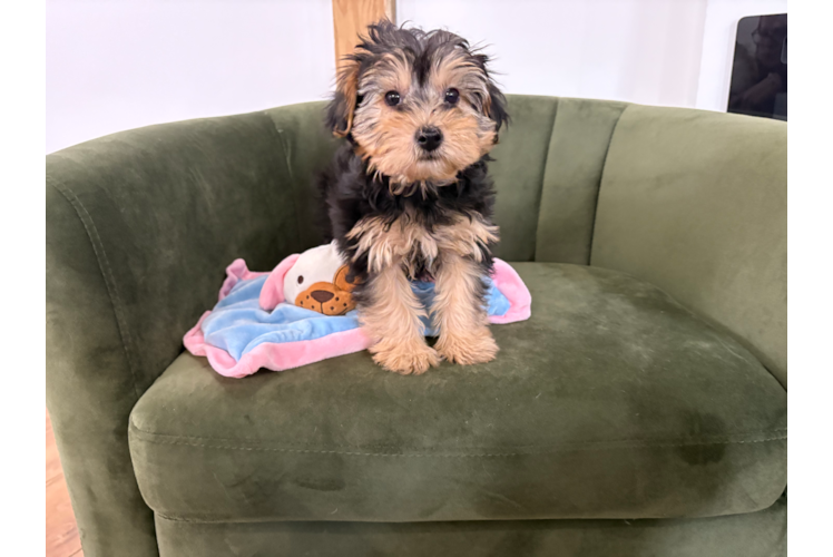 Cute Yorkie Poo Baby