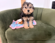 11 week old Yorkie Poo Puppy For Sale - Pilesgrove Pups