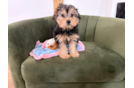 Cute Yorkie Poo Baby
