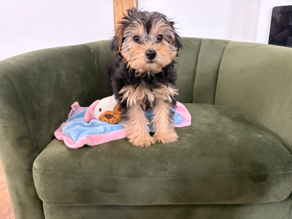 Cute Yorkie Poo Baby