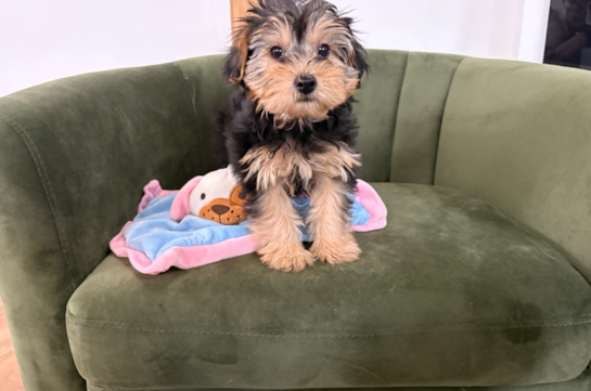 Cute Yorkie Poo Baby