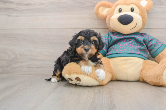 Yorkie Poo Puppy for Adoption