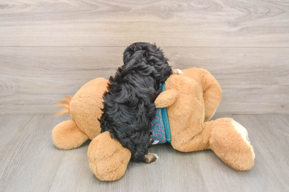 Yorkie Poo Pup Being Cute