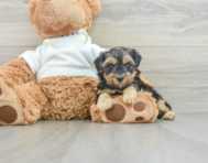 8 week old Yorkie Poo Puppy For Sale - Pilesgrove Pups