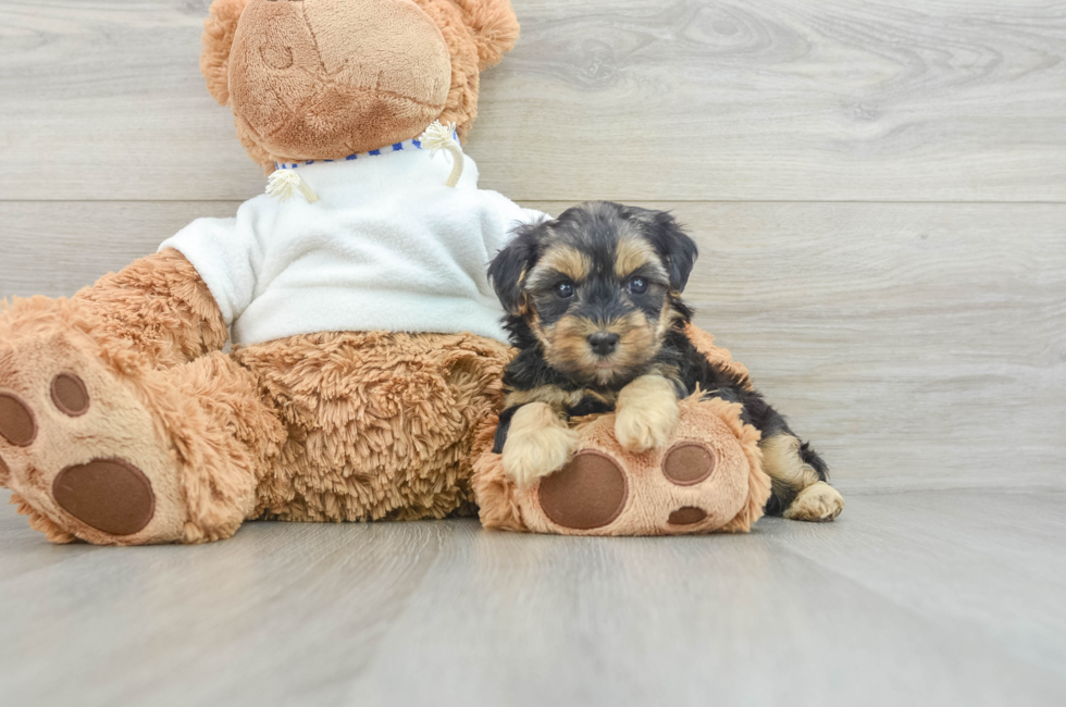 8 week old Yorkie Poo Puppy For Sale - Pilesgrove Pups