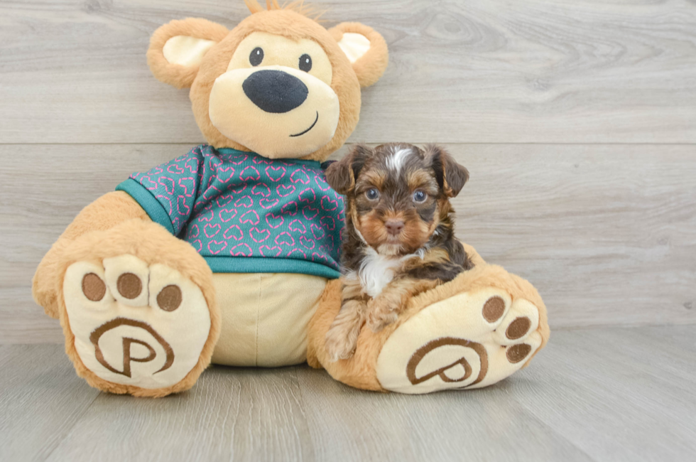 6 week old Yorkie Poo Puppy For Sale - Pilesgrove Pups