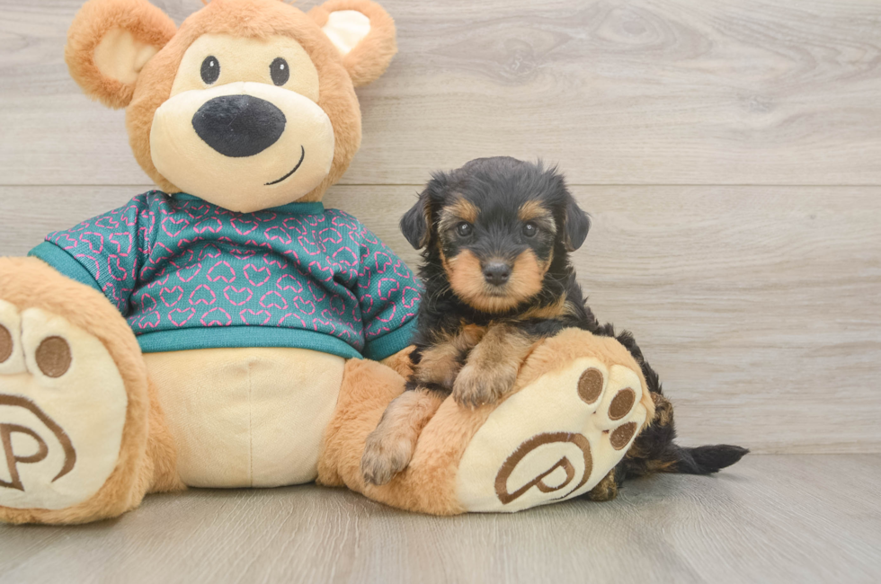 5 week old Yorkie Poo Puppy For Sale - Pilesgrove Pups