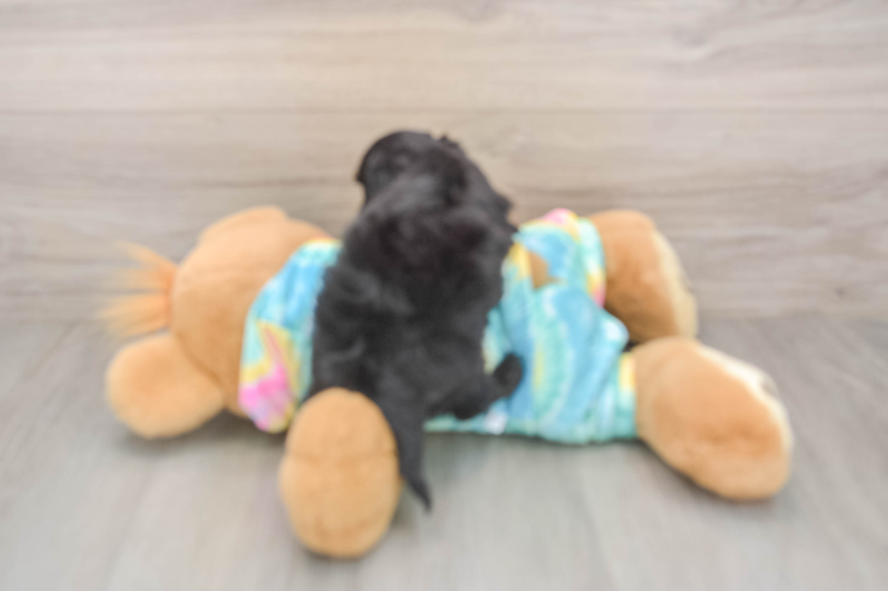 Cute Yorkie Poo Baby