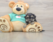 8 week old Yorkie Poo Puppy For Sale - Pilesgrove Pups