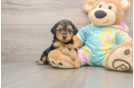 Small Yorkie Poo Baby