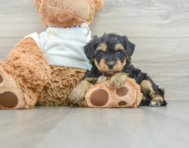 8 week old Yorkie Poo Puppy For Sale - Pilesgrove Pups