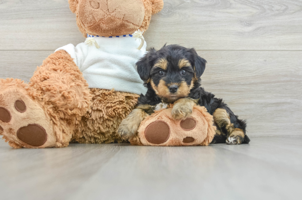 7 week old Yorkie Poo Puppy For Sale - Pilesgrove Pups