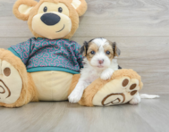 9 week old Yorkie Poo Puppy For Sale - Pilesgrove Pups