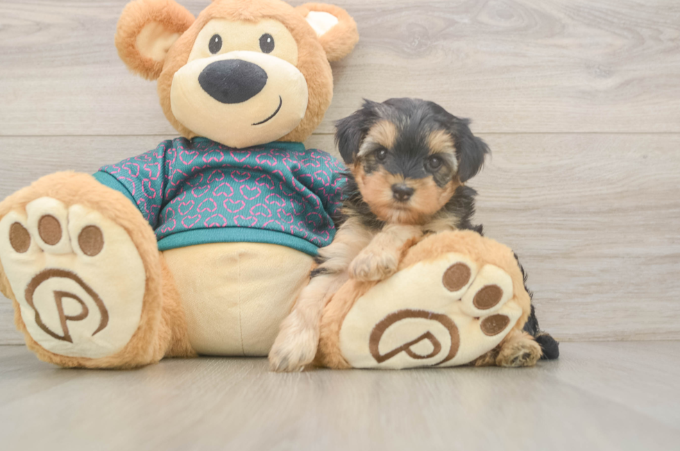 5 week old Yorkie Poo Puppy For Sale - Pilesgrove Pups