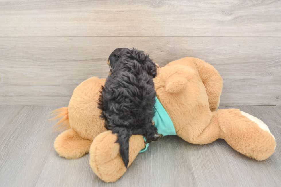 Yorkie Poo Puppy for Adoption