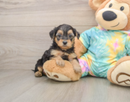 8 week old Yorkie Poo Puppy For Sale - Pilesgrove Pups