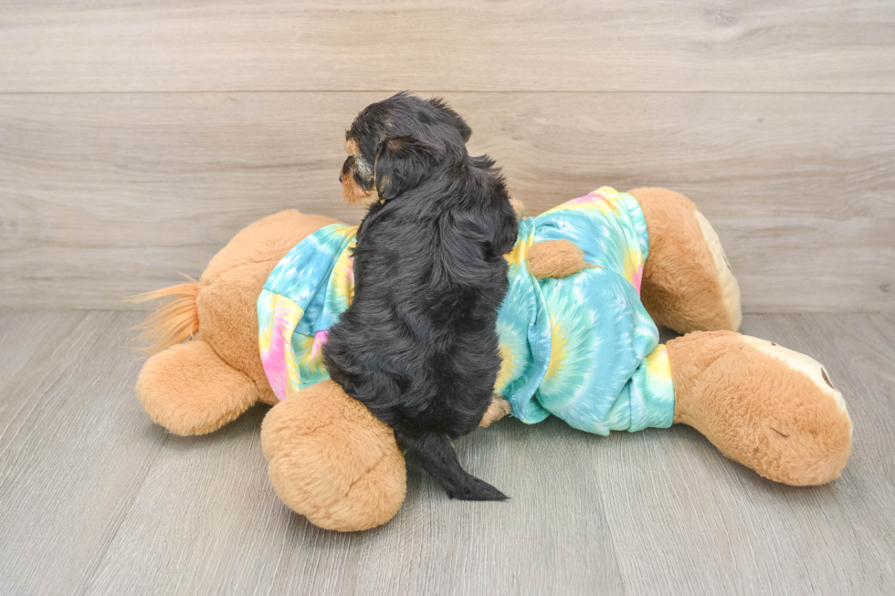 Happy Yorkie Poo Baby