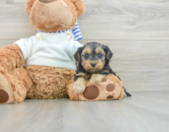 8 week old Yorkie Poo Puppy For Sale - Pilesgrove Pups