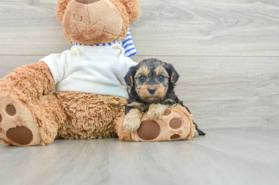 7 week old Yorkie Poo Puppy For Sale - Pilesgrove Pups