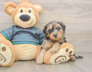 7 week old Yorkie Poo Puppy For Sale - Pilesgrove Pups