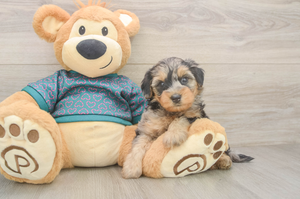 5 week old Yorkie Poo Puppy For Sale - Pilesgrove Pups