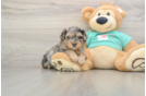 Yorkie Poo Puppy for Adoption