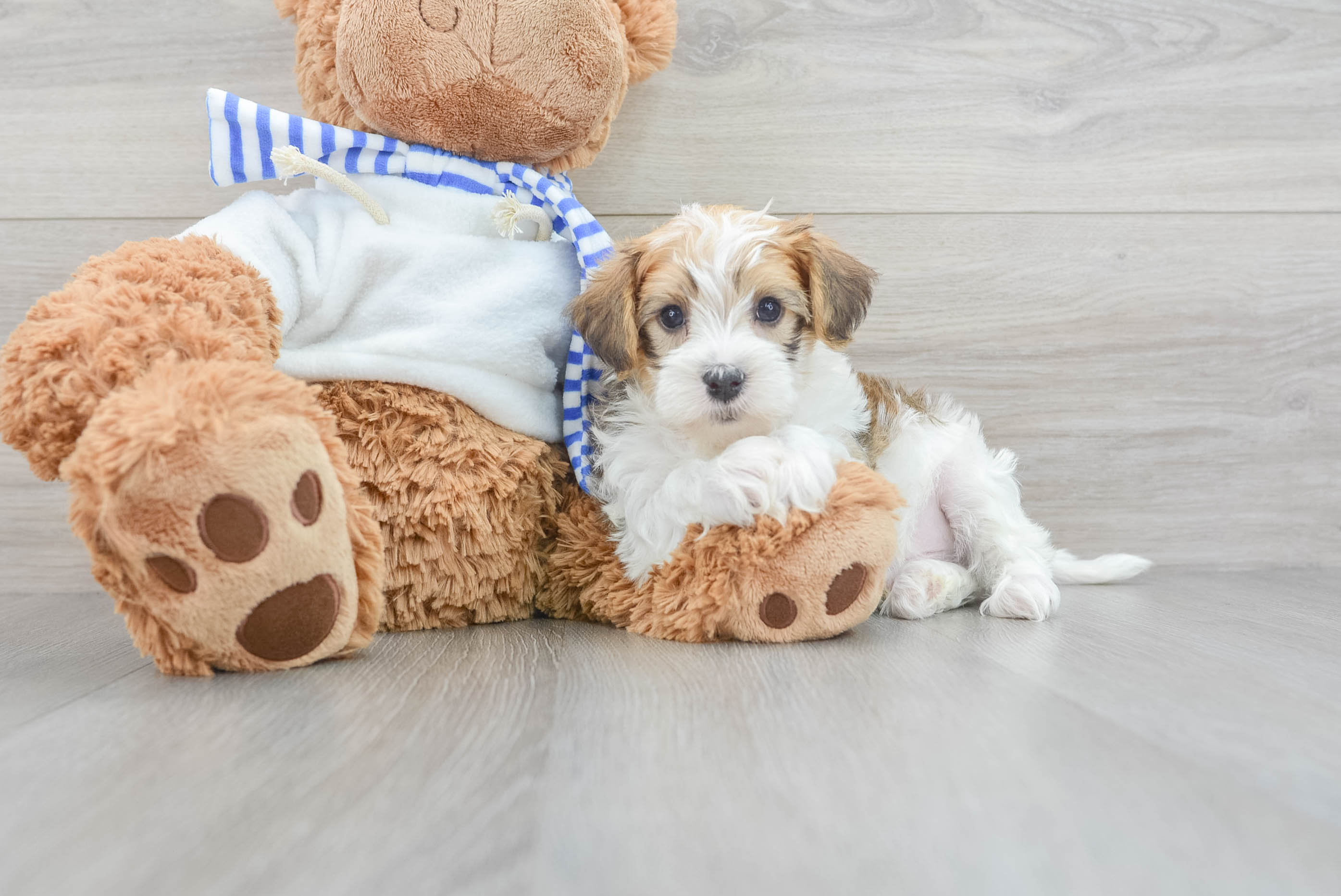 White hotsell toy yorkie