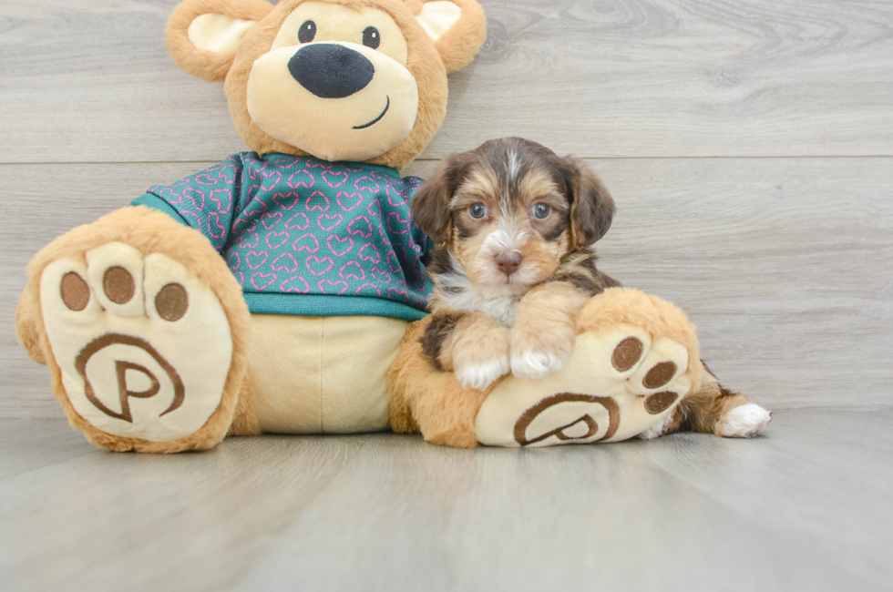 6 week old Yorkie Poo Puppy For Sale - Pilesgrove Pups