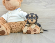 8 week old Yorkie Poo Puppy For Sale - Pilesgrove Pups