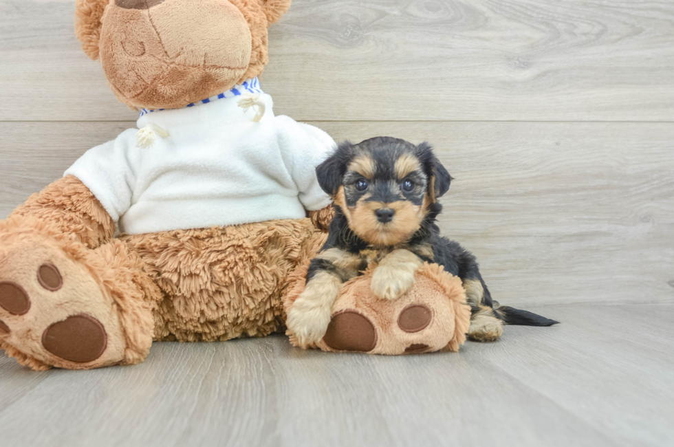 7 week old Yorkie Poo Puppy For Sale - Pilesgrove Pups