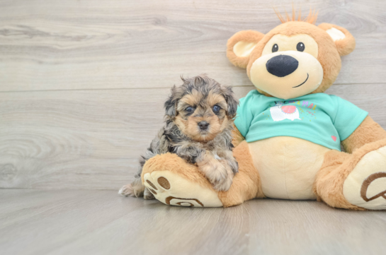 Yorkie Poo Puppy for Adoption