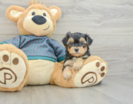 5 week old Yorkie Poo Puppy For Sale - Pilesgrove Pups
