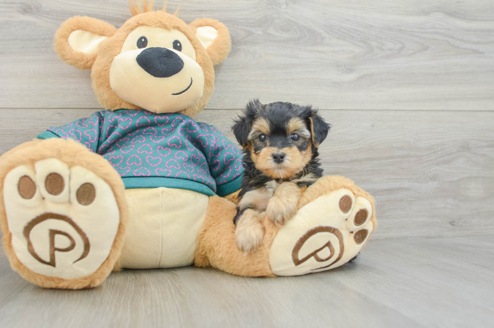 5 week old Yorkie Poo Puppy For Sale - Pilesgrove Pups