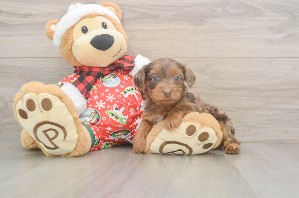 5 week old Yorkie Poo Puppy For Sale - Pilesgrove Pups