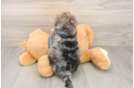 Popular Yorkie Poo Poodle Mix Pup