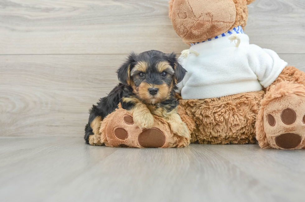 7 week old Yorkie Poo Puppy For Sale - Pilesgrove Pups