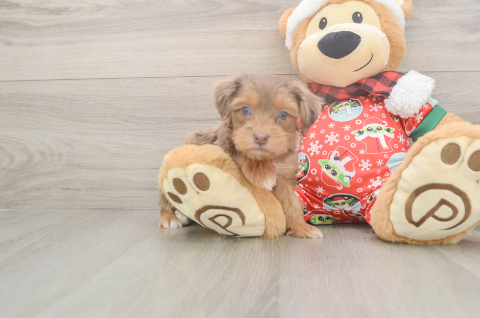 5 week old Yorkie Poo Puppy For Sale - Pilesgrove Pups