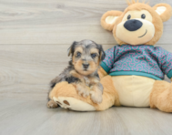 5 week old Yorkie Poo Puppy For Sale - Pilesgrove Pups