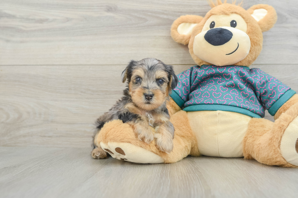 5 week old Yorkie Poo Puppy For Sale - Pilesgrove Pups