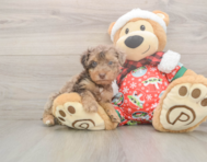 7 week old Yorkie Poo Puppy For Sale - Pilesgrove Pups