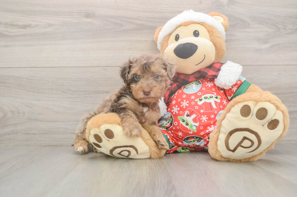 5 week old Yorkie Poo Puppy For Sale - Pilesgrove Pups