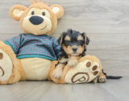 7 week old Yorkie Poo Puppy For Sale - Pilesgrove Pups