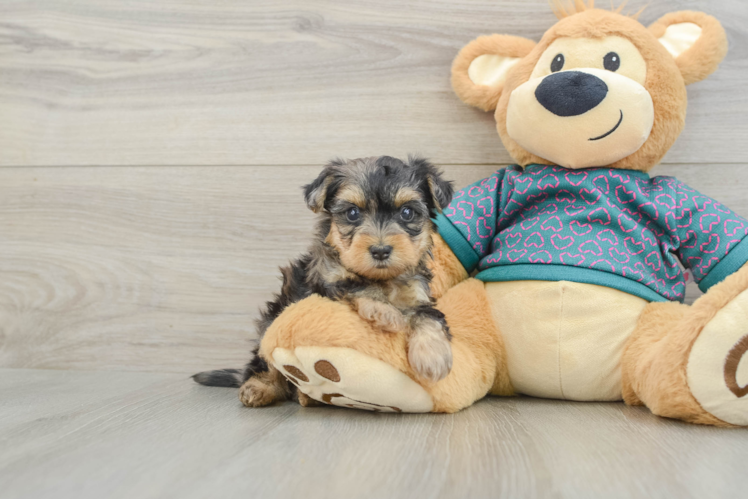Little Yorkie Poodle Mix Poodle Mix Puppy