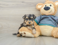 5 week old Yorkie Poo Puppy For Sale - Pilesgrove Pups