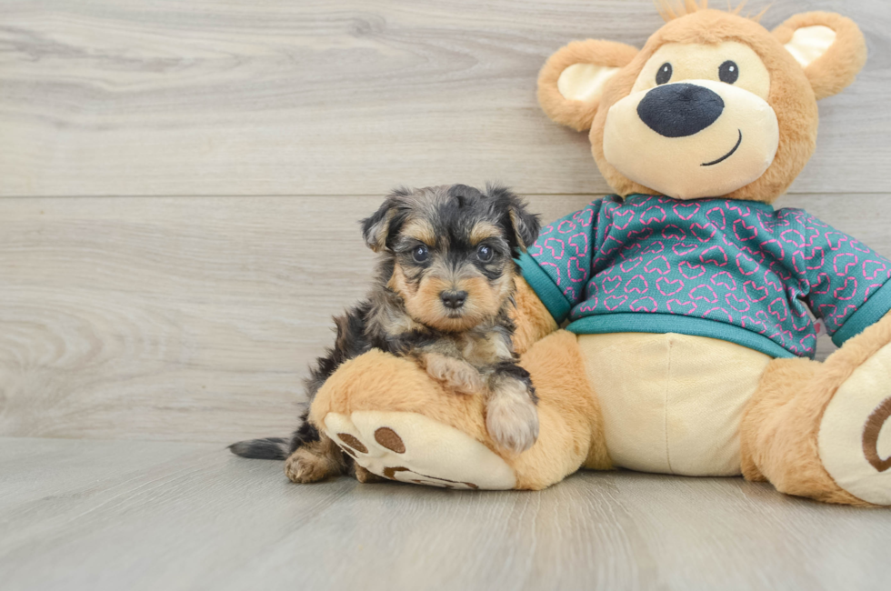 5 week old Yorkie Poo Puppy For Sale - Pilesgrove Pups