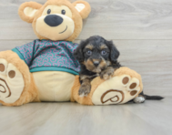 6 week old Yorkie Poo Puppy For Sale - Pilesgrove Pups