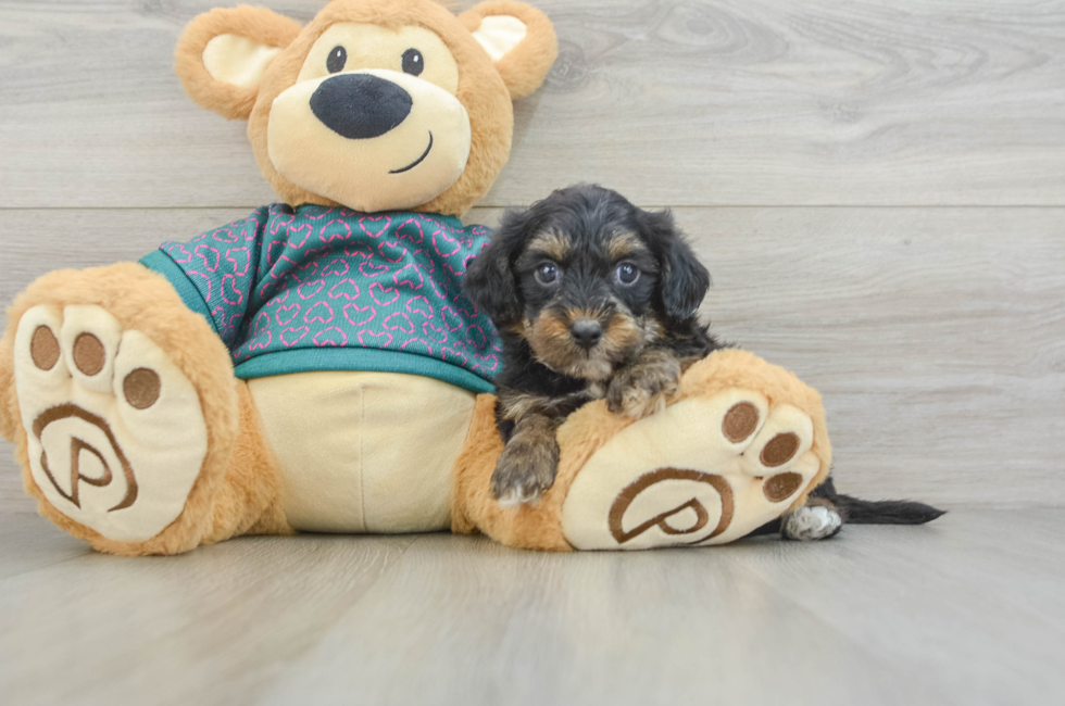 6 week old Yorkie Poo Puppy For Sale - Pilesgrove Pups