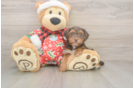 Yorkie Poo Puppy for Adoption