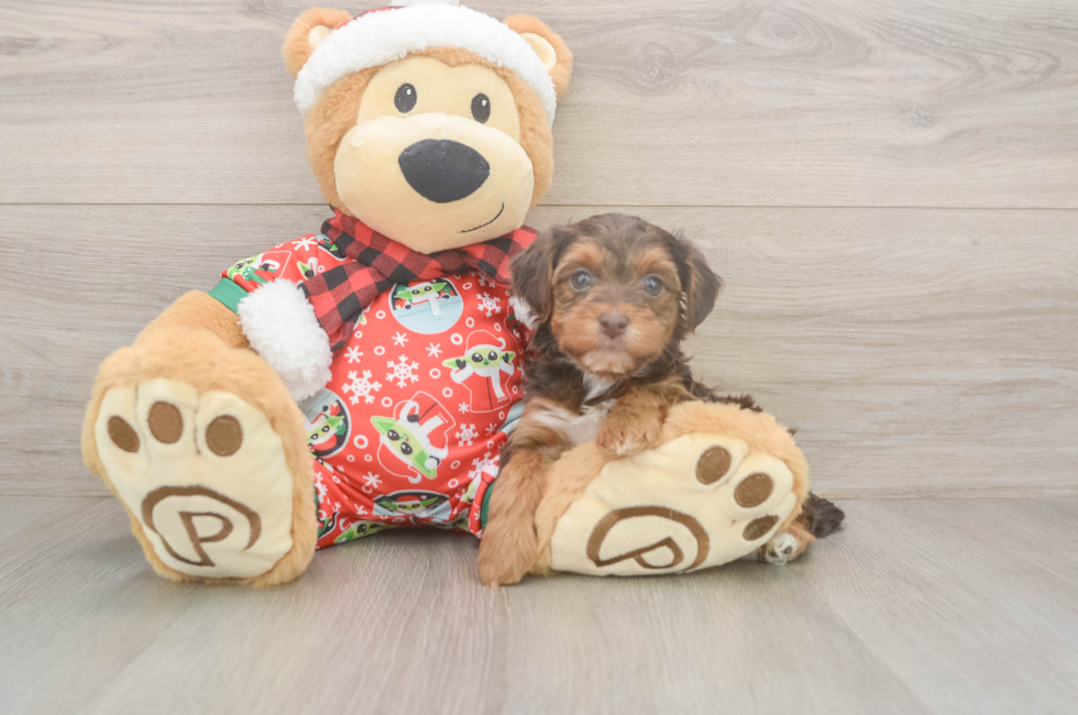 5 week old Yorkie Poo Puppy For Sale - Pilesgrove Pups